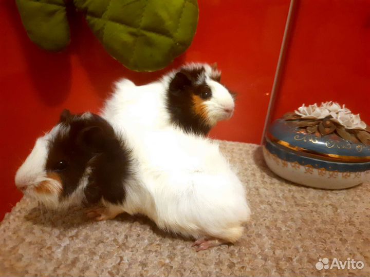 Морские свинки Аббисинские