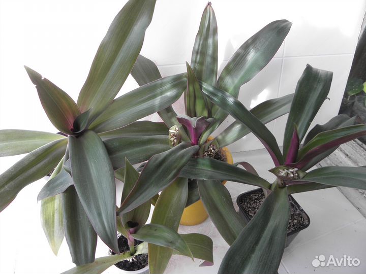 Рэо и Монстера