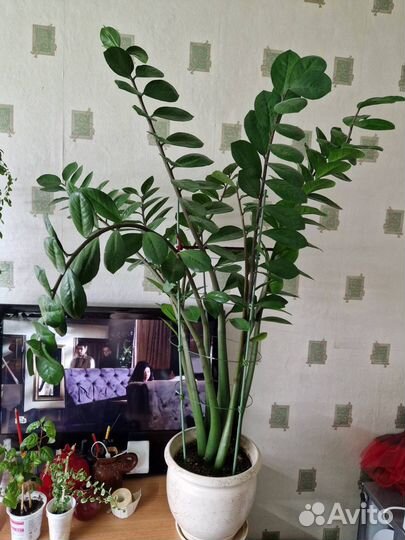 Замиокулькас