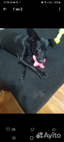 Собака Айрон