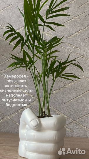 Хамедорея в кашпо