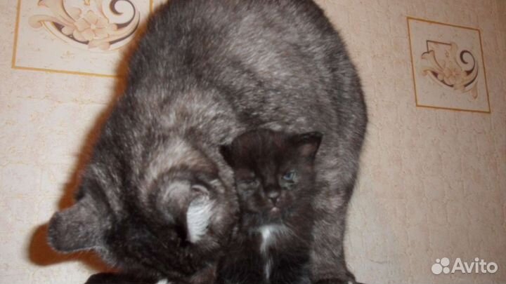 Очаровательная киса