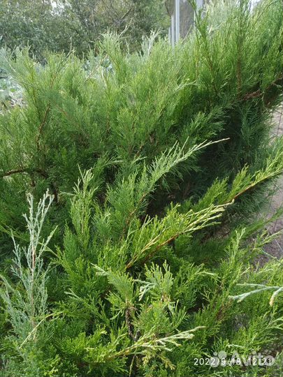 Можжевельник