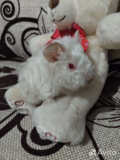 Морская свинка девочка