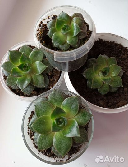 Кактусы и суккуленты, комнатные цветы