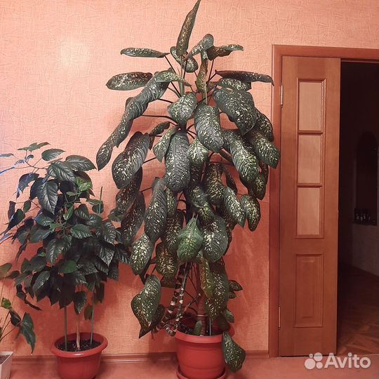 Диффенбахия