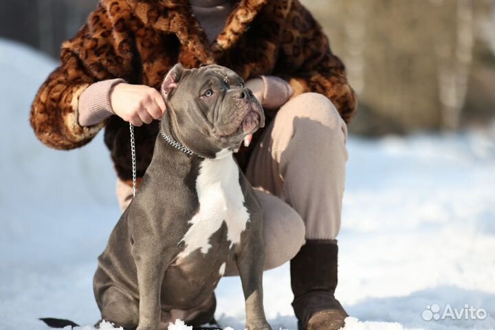 Американский булли Девочка