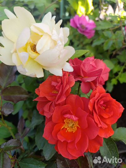 Саженцы роз и плодовых деревьев Елец