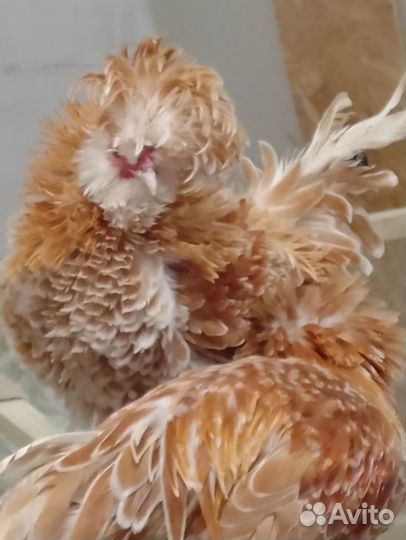 Падуан шамоа