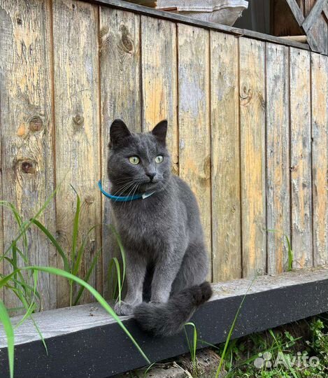 Отдам котика