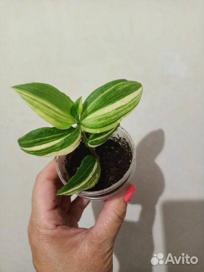 Укорененные черенки традесканций