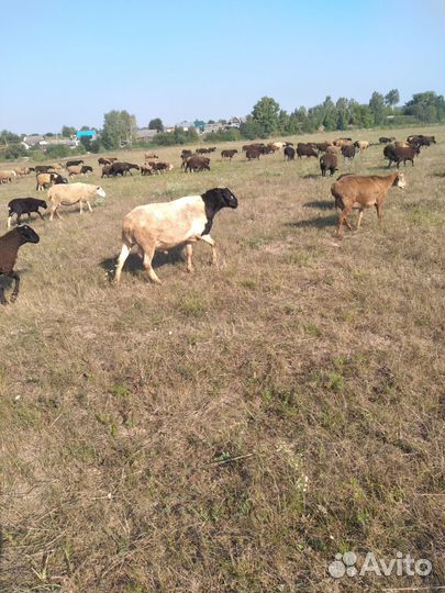 Овцы,бараны,ягнята