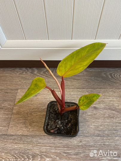 Филодендрон