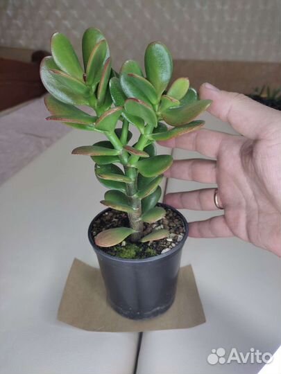 Очиток, хатиора и другие комнатные суккуленты