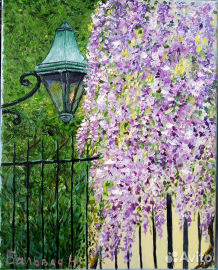 Глициния в цвету. Крым