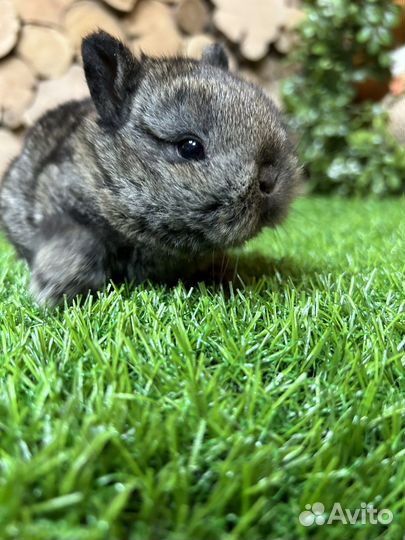 Мини кролики