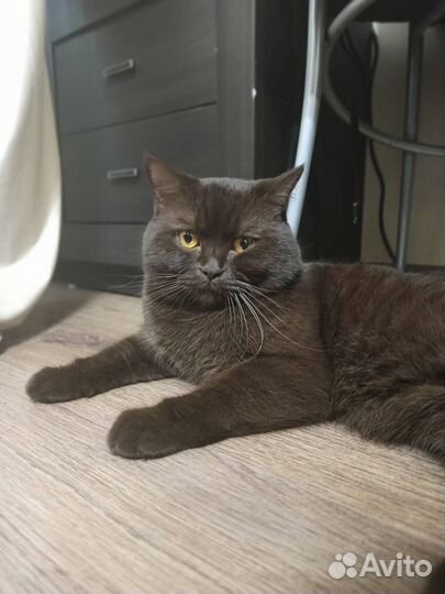 Скотиш страйт шоколадный Вязка ищем невесту