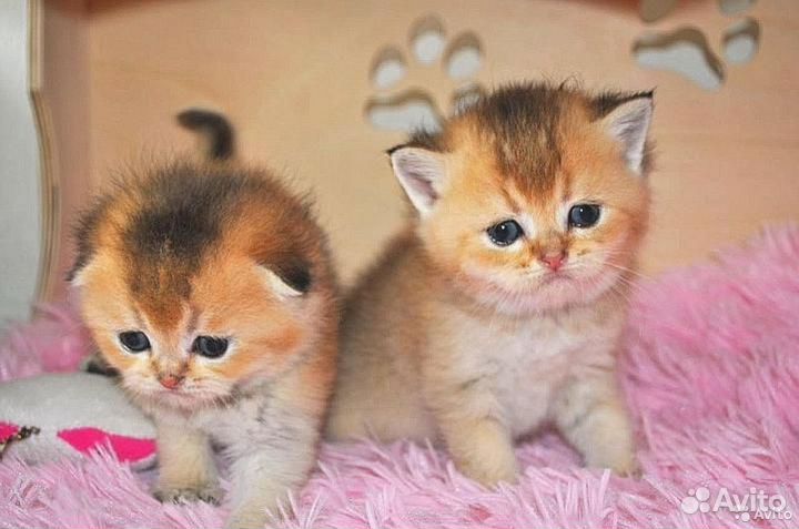 Элитный шотландские котята золотого окраса