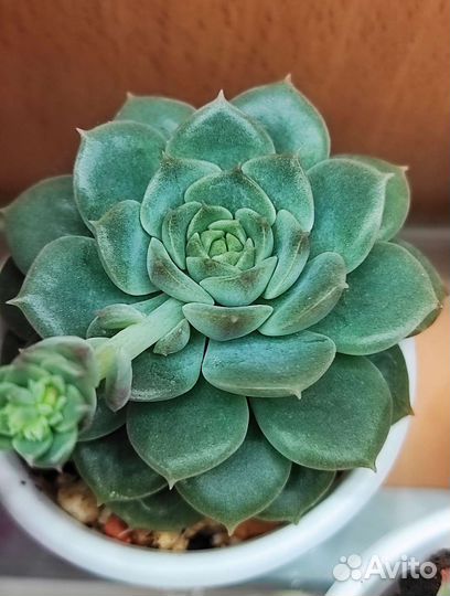 Редкие суккуленты