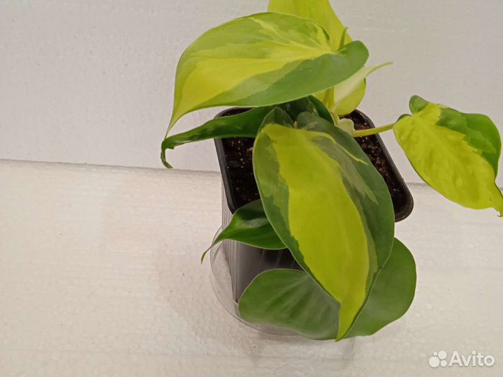Филодендрон сканденс бразил