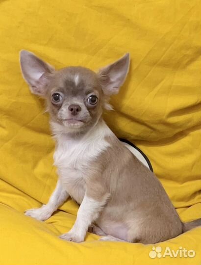 Щенки чихуахуа супер мини девочка Эмма