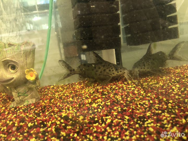 Анциструс крупный