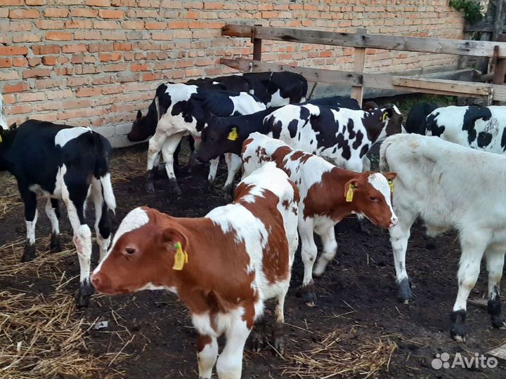 Бычки от 1.5 месяцев