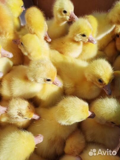 Гусята порода Линда