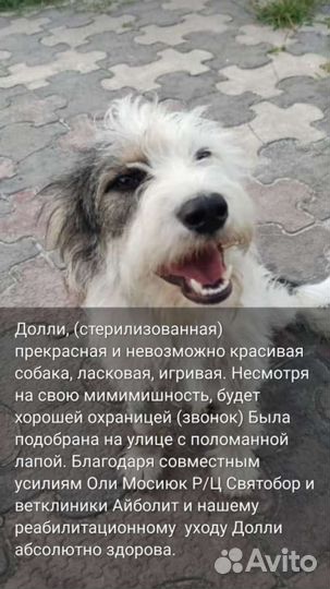 Собака в добрые руки
