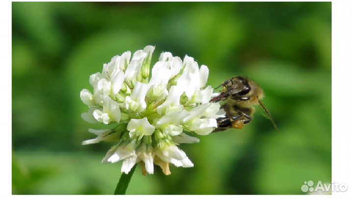 Клевер белый Ривендел (семена)