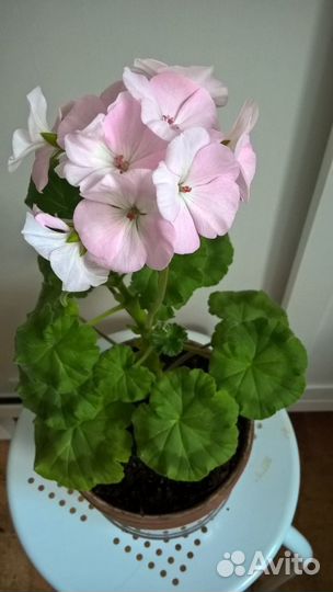 Герань (пеларгония зональная)