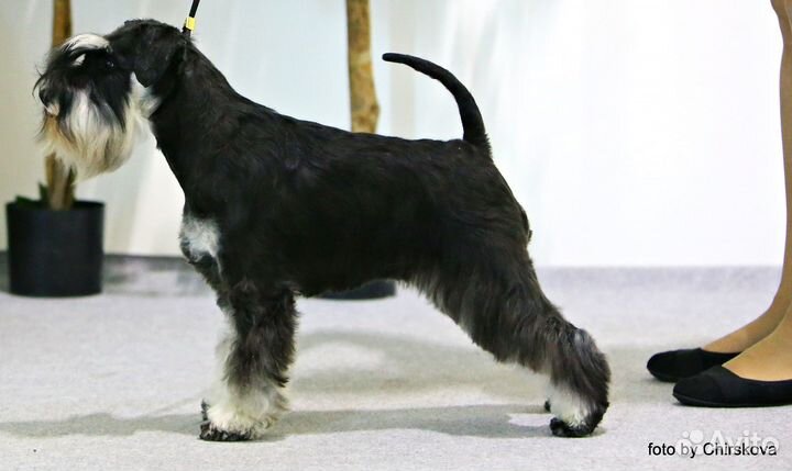 Щенки цвергшнауцера черный с серебром