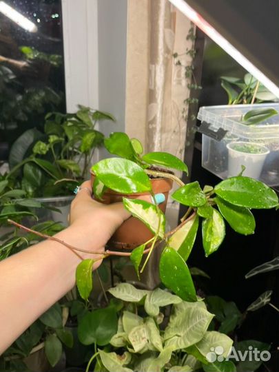 Хойя Карноза триколор