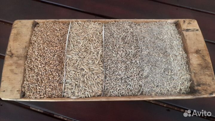 Пшеница, рожь