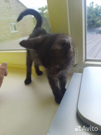 Отдам котенка в добрые руки