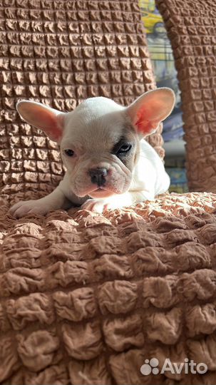 Французский бульдог девочка