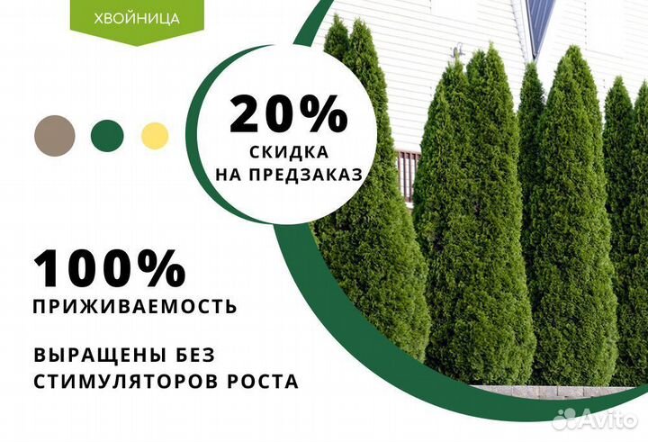 Туя сортовая Смарагд, Брабант,Колумна