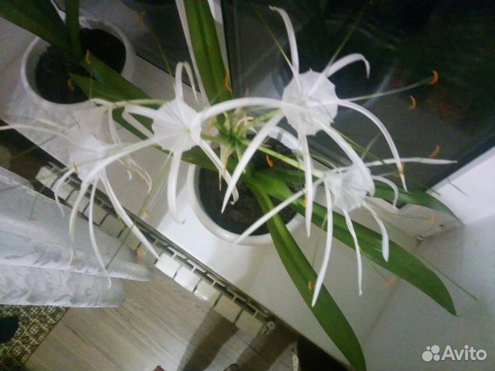 Гименокаллис, спатифиллум, гиппеаструм, суккуленты