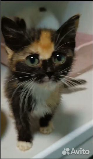 Котенок (кошека) трехцветка
