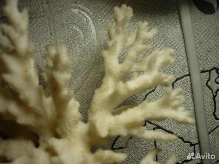 Коралл и рапаны для аквариума