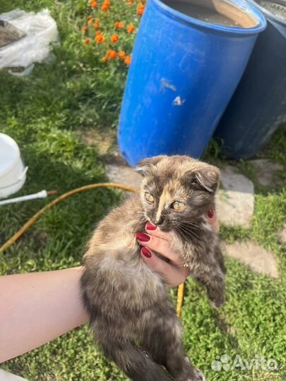Котёнок