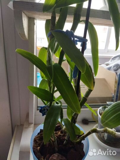 Дендробиум