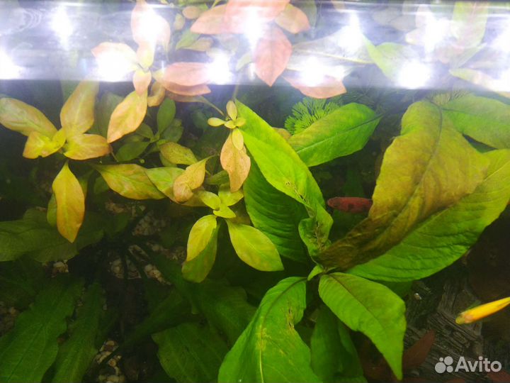 Аквариумные растения прополка