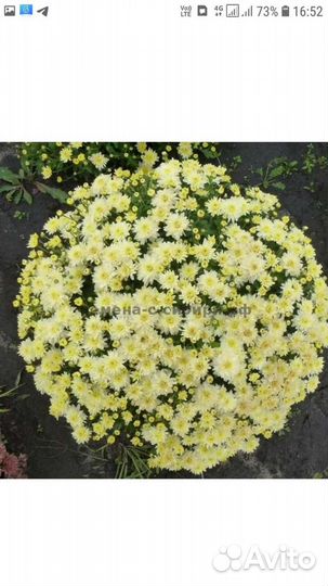 Мультифлора