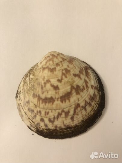 Amandes морские ракушки раковины