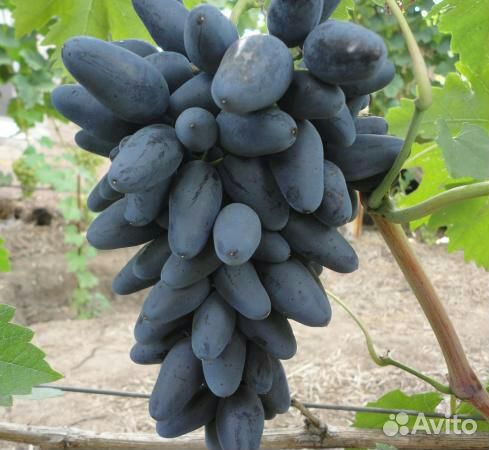 Виноград