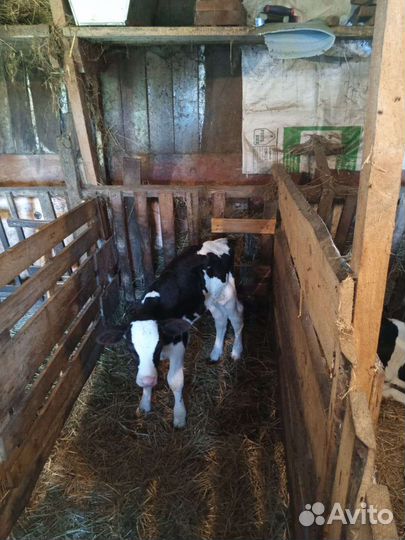 Бычки и телята