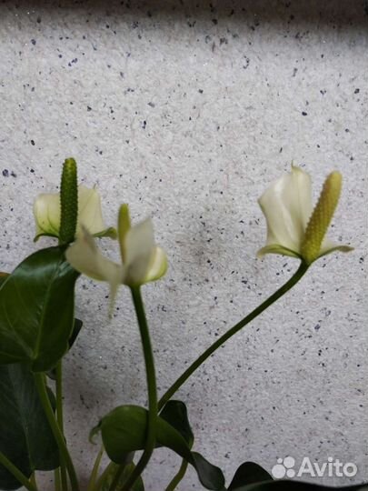 Алоэ, антуриум