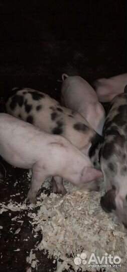 Поросята Голубевская 1 - Йоркшир