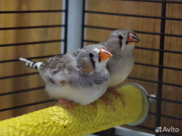 Домашняя передержка животных, зооняня